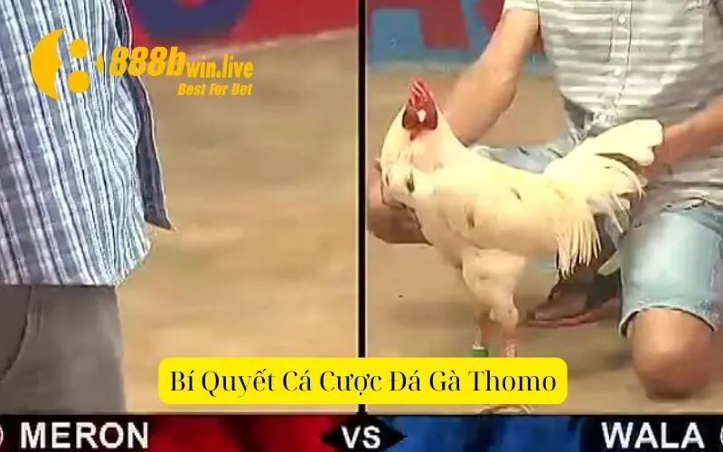 Bí Quyết Cá Cược Đá Gà Thomo