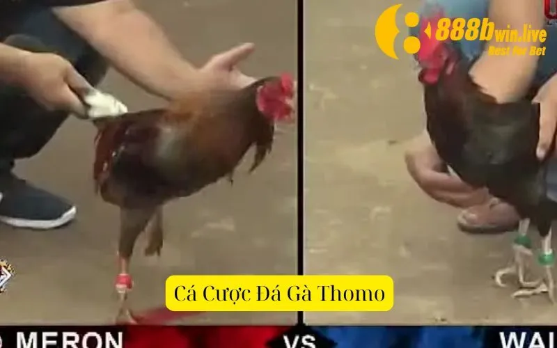 Cá Cược Đá Gà Thomo