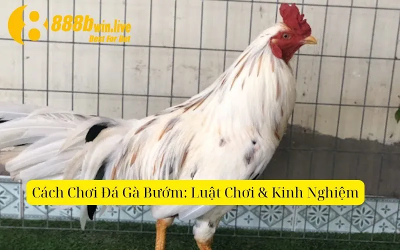 Cách Chơi Đá Gà Bướm: Luật Chơi & Kinh Nghiệm