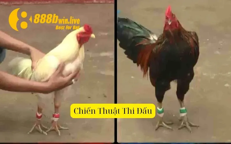 Chiến Thuật Thi Đấu