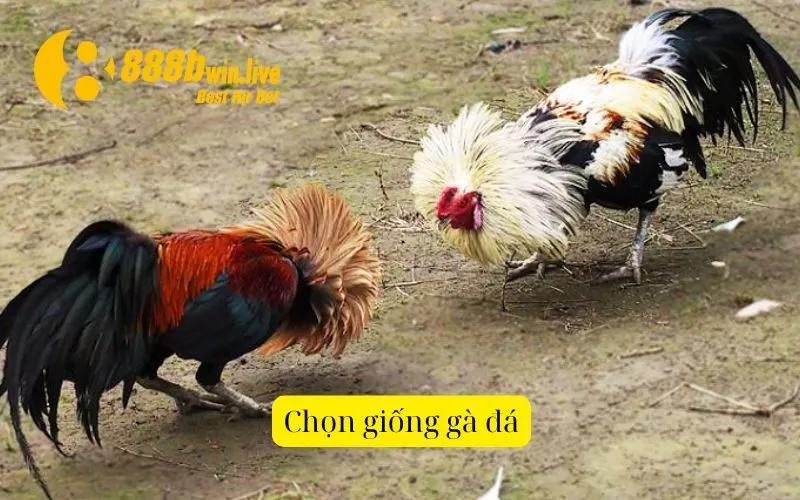 Chọn giống gà đá