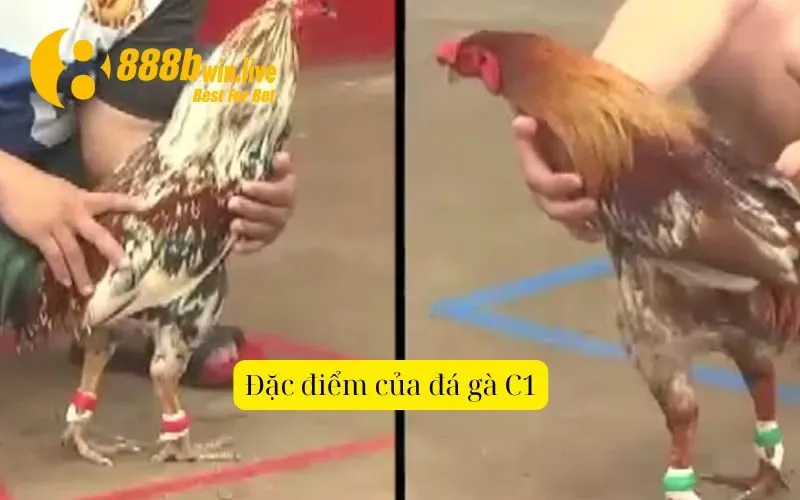 Đặt điểm của đá gà C1