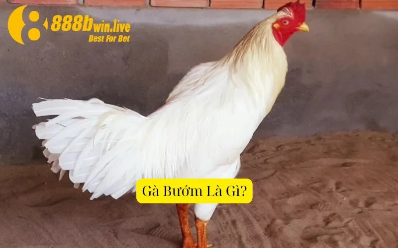 Gà Bướm Là Gì?