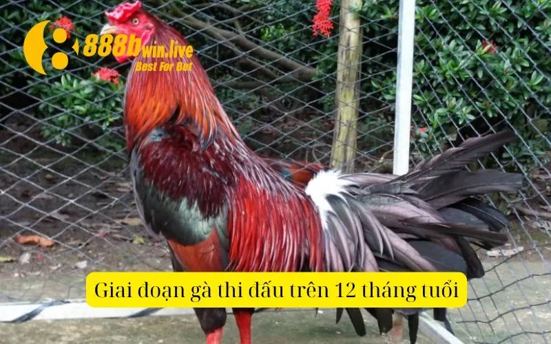 Giai đoạn gà thi đấu trên 12 tháng tuổi