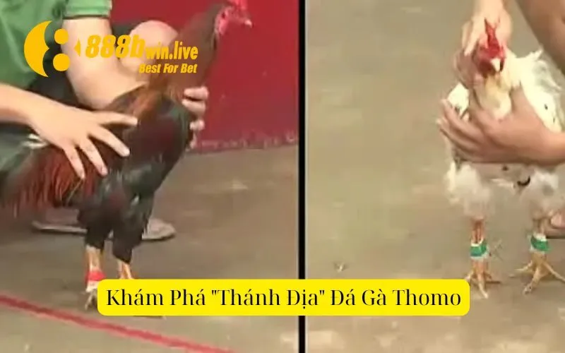 Khám Phá "Thánh Địa" Đá Gà Thomo