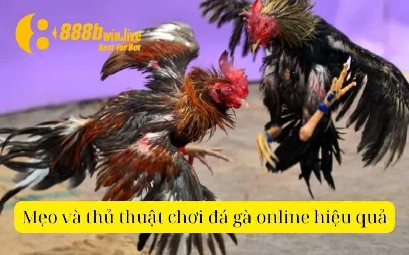 Mẹo và thủ thuật chơi đá gà online hiệu quả