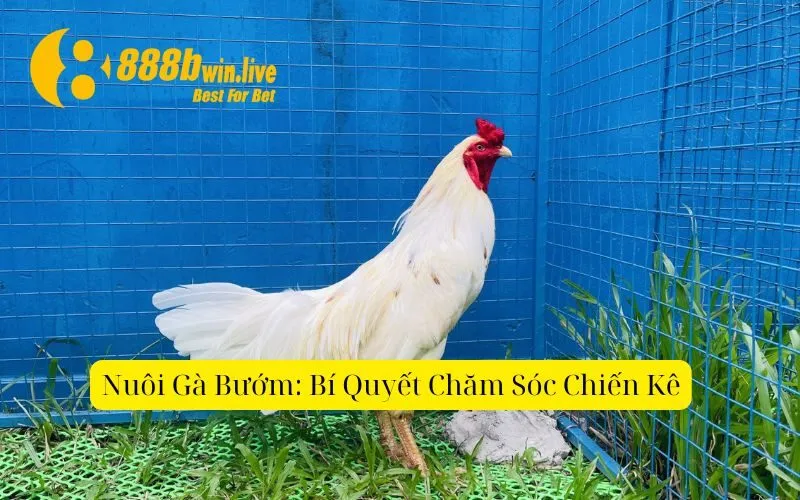 Nuôi Gà Bướm: Bí Quyết Chăm Sóc Chiến Kê